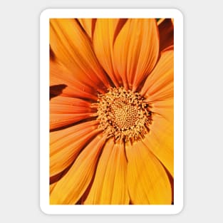 Orange Gazania Sticker